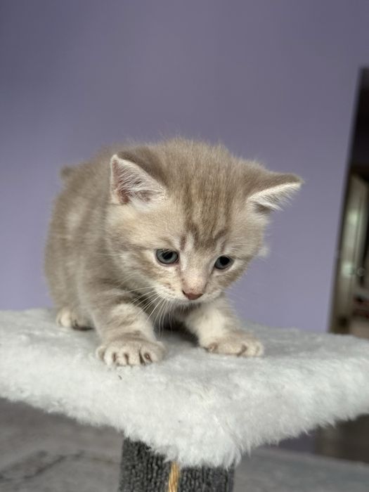 Котята британцы мальчики