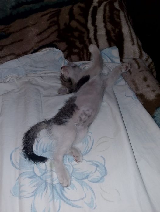 Отдадим котят в добрые руки