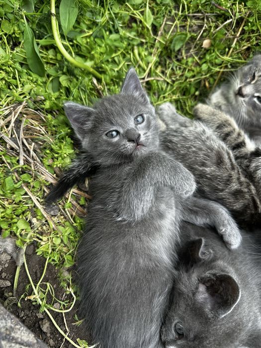 Котята бесплатно