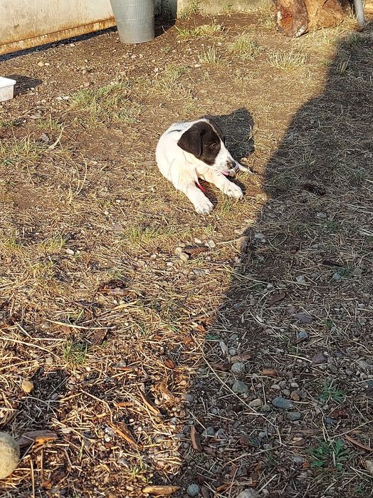 Подаряване кученца