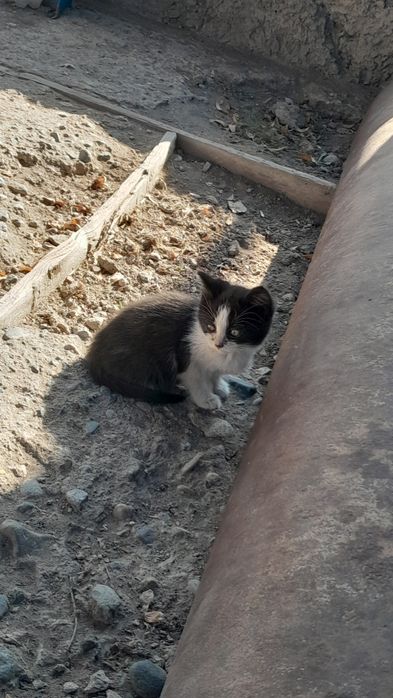 Отдам котят в хорошие руки