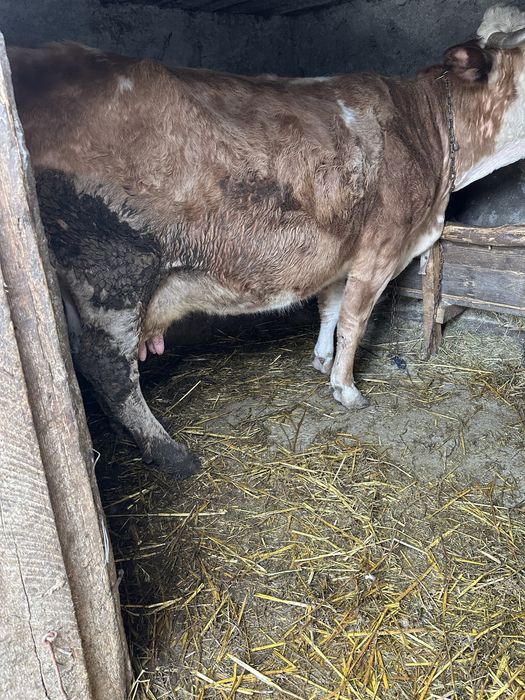 Vand vaca gestanta in 7 luni si se mulge