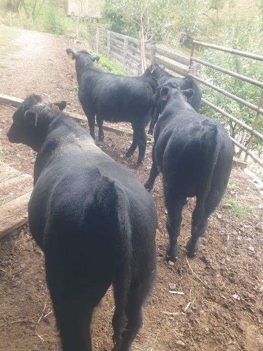 Vitele Angus + 1 tauras