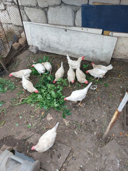 Продаются  Куры   несушки