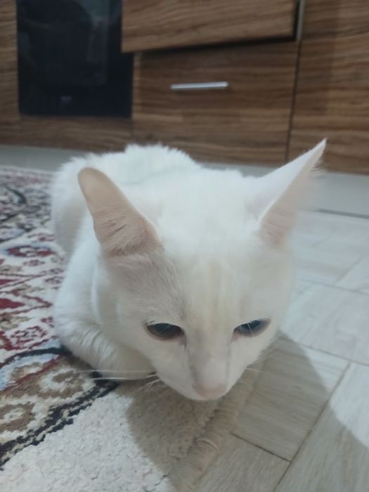 Кот турецкая ангора