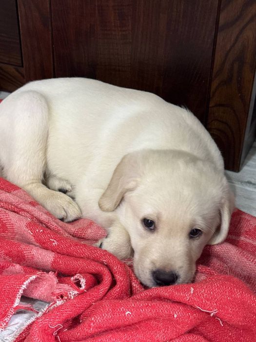 Щенки лабрадорчики