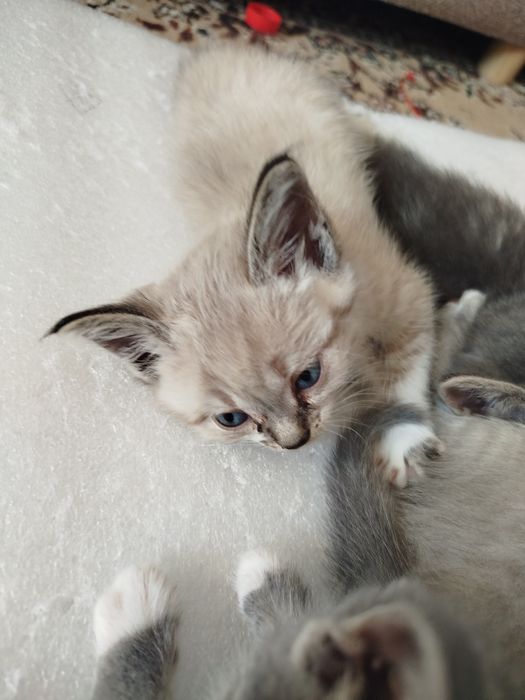 Отдам котят в хорошие руки СРОЧНО