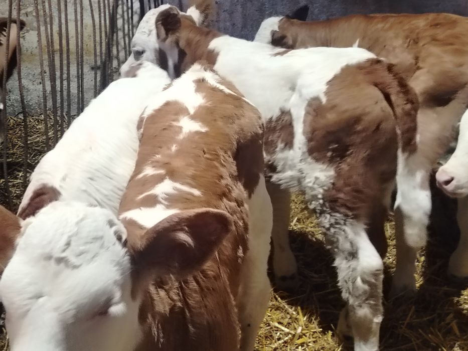 Taurasi și vitele baltati
