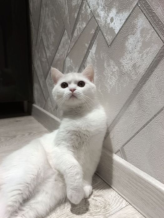 Sotiladi mushuk zotli toza sog'lom mushuk