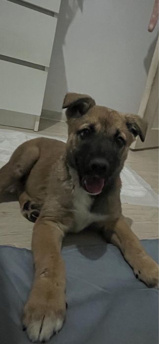 Щеночек с добрые руки