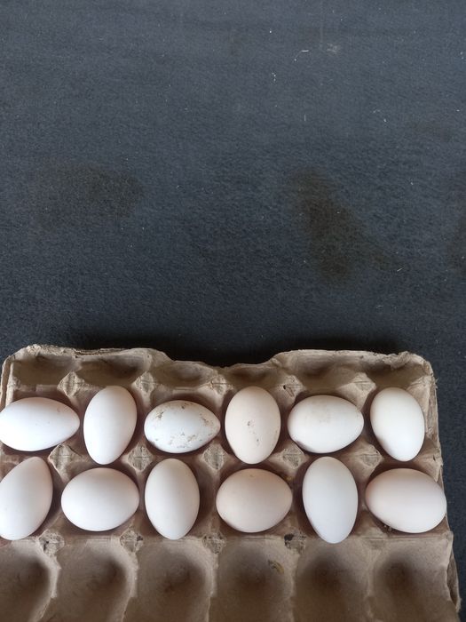 Залатой сибрайт тухумлари