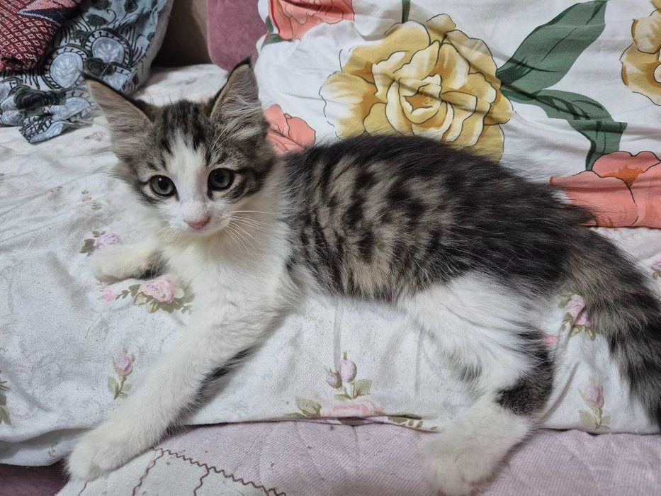 Отдадим в хорошие руки котёнка.