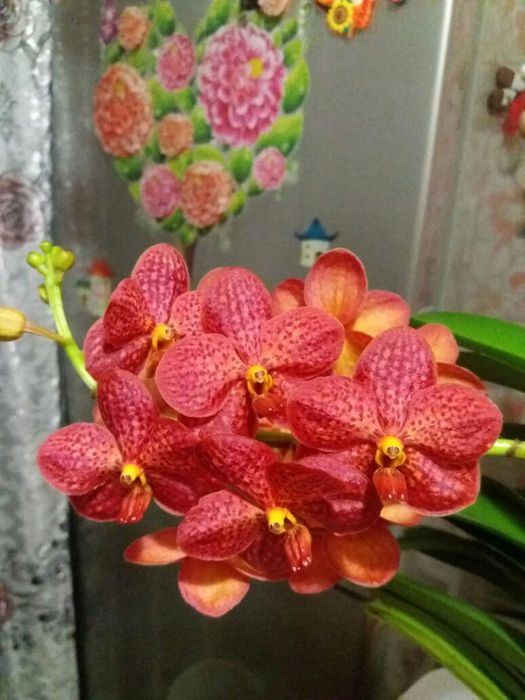 Орхидеи продажа цветов ( детки)
