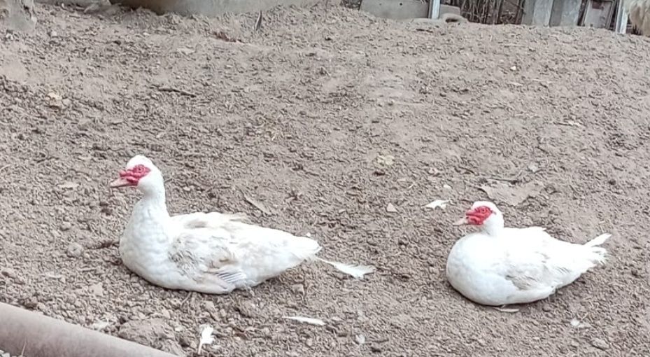 Утки продам индоутки