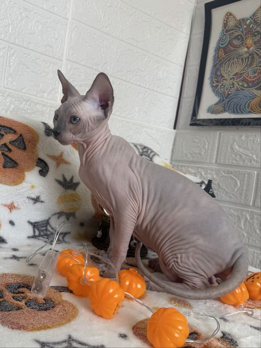 Baietel Sphynx blue point pedigree teste