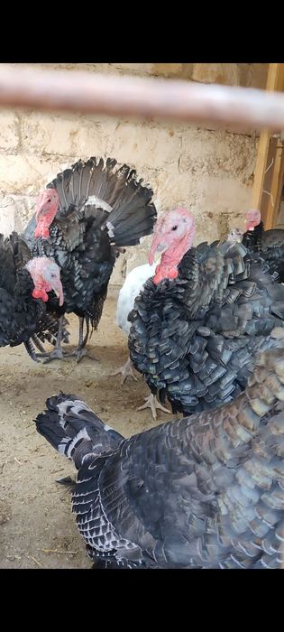 Индюктер сатылады Актау Рекон