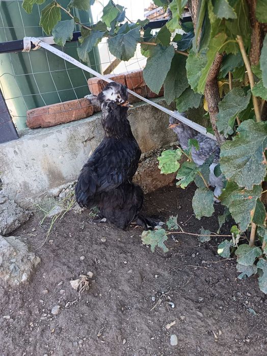 Cocosi moțați și incaltati