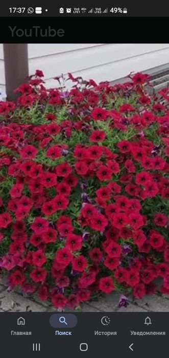 Петунья Тайдал вейв