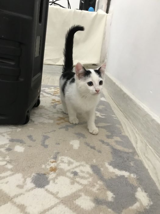 Кошка сатылады ул