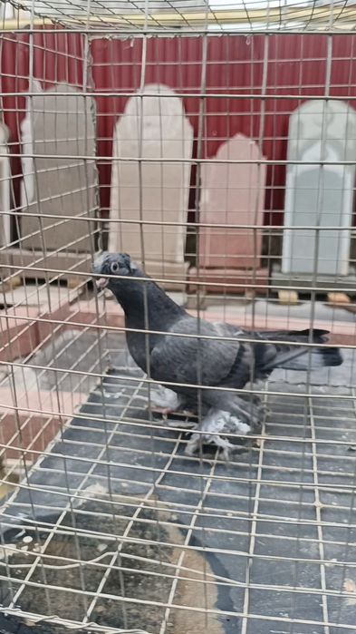 Голуби ронтовые молодежь