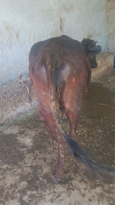 Gunajin bugoz 2oydan keyin tuğadi