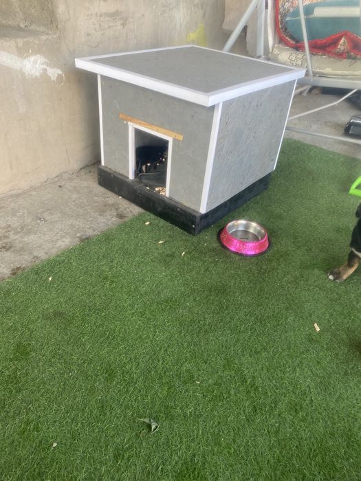 Отдам бесплатно щенок