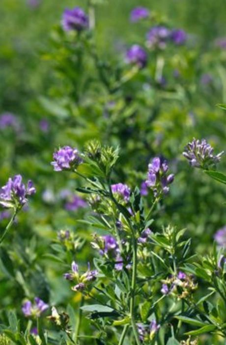 Жоңышқа сатылады. Люцерна продаётся