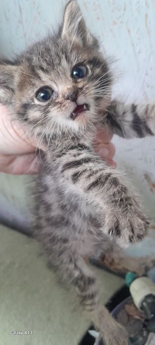 Отдам котёнка в добрые руки