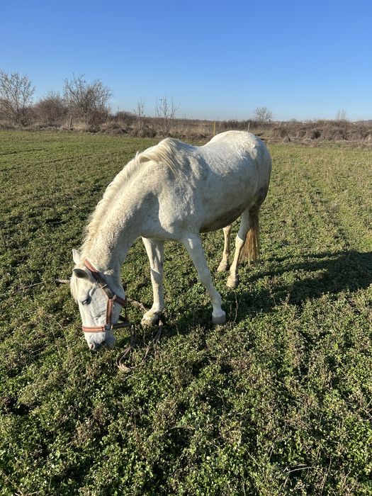 Vand iapa cu manza friz