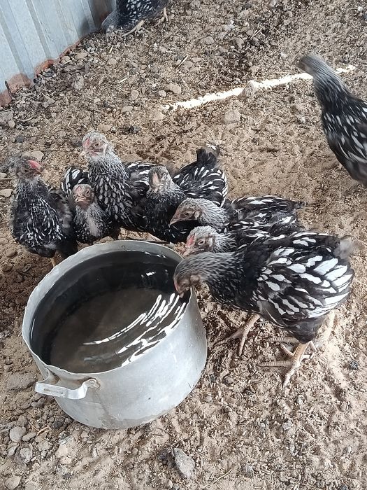 Продам цеплять Виандот