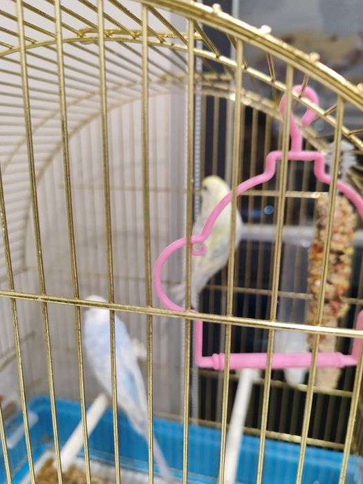 Продаю попугаев срочно