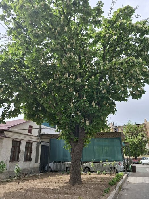 Kashtan ko'chatlari bor