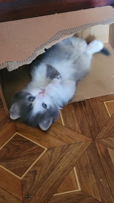 Дарю обалденного котенка
