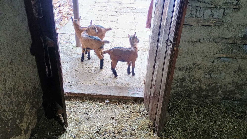 Vând capra Francez Alpin original