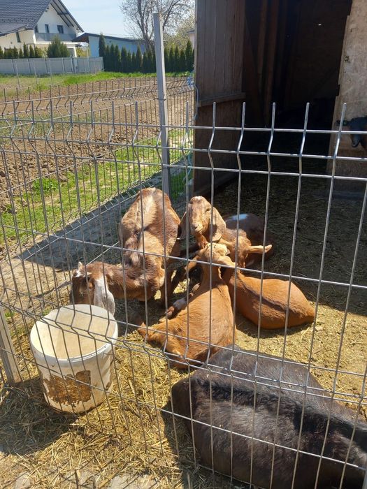 Capre și ezi de vânzare