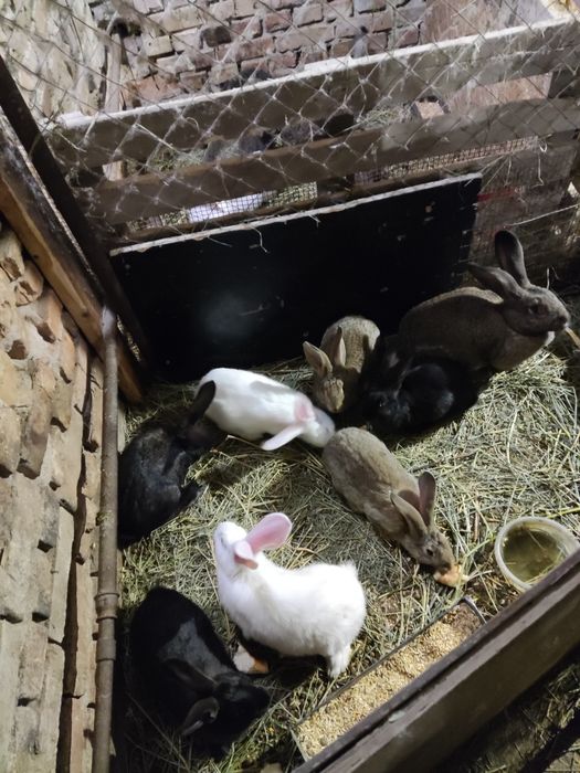 Кролики на продажу  Великан