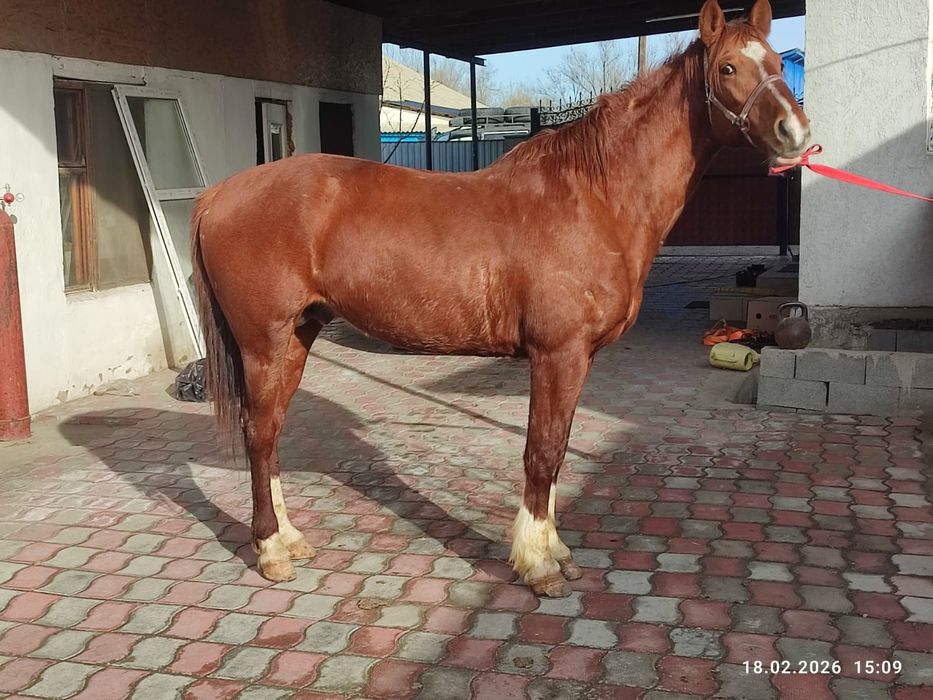 Айгыр сатам 6 жаста!!