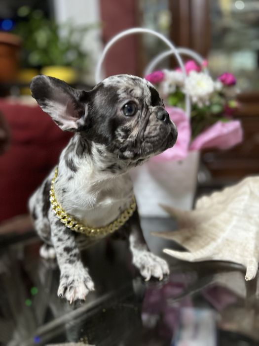 Эксклюзивные французики