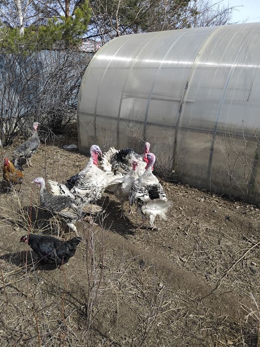 Куры домашние тауықтар