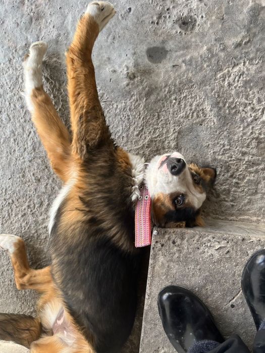 Собачка в хорошие руки