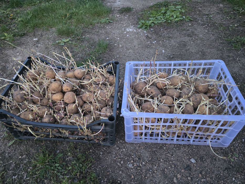 Продам семянной картофель