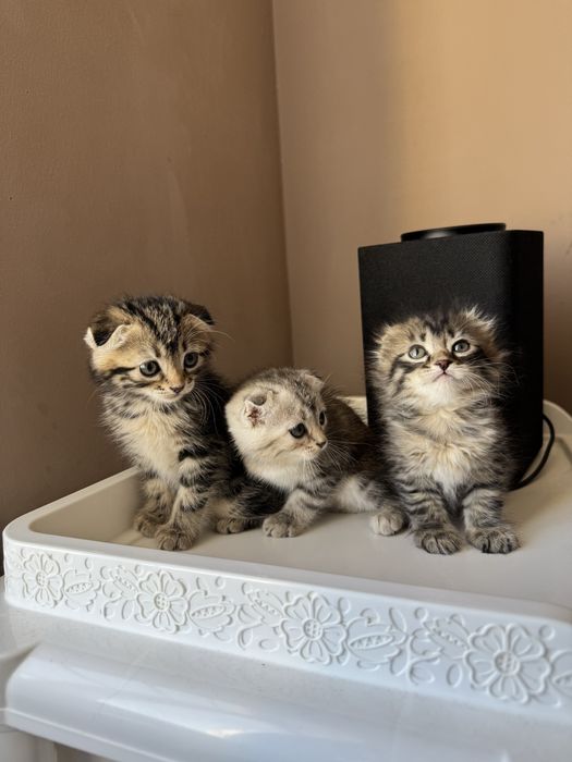 Котята породистые