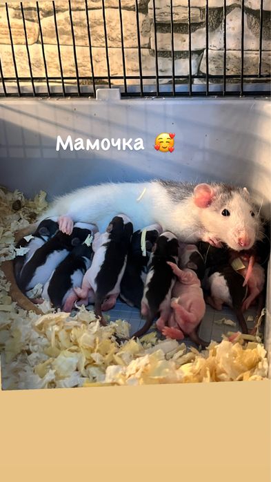 Крысята ручные малыши дамбо (крысы,крыса)