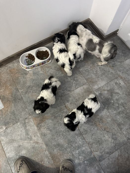 Ofer spre adoptie   pui Schitzu 9 saptamani!