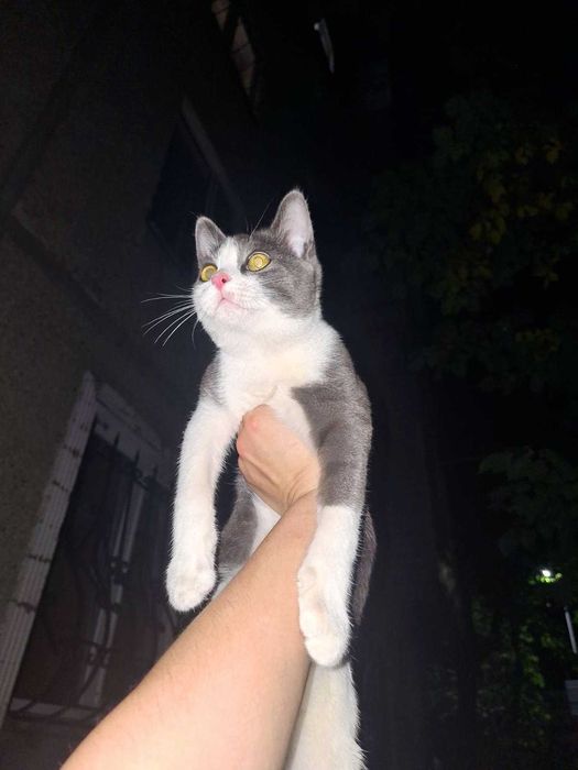 Отдам котенка в добрые руки
