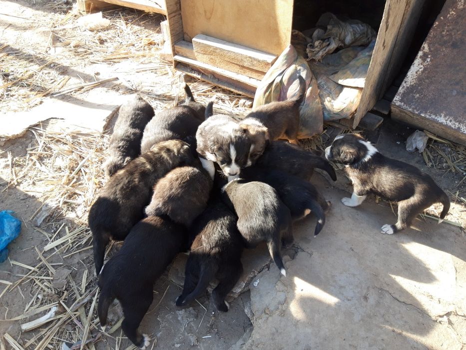 Щенки кутята отдам