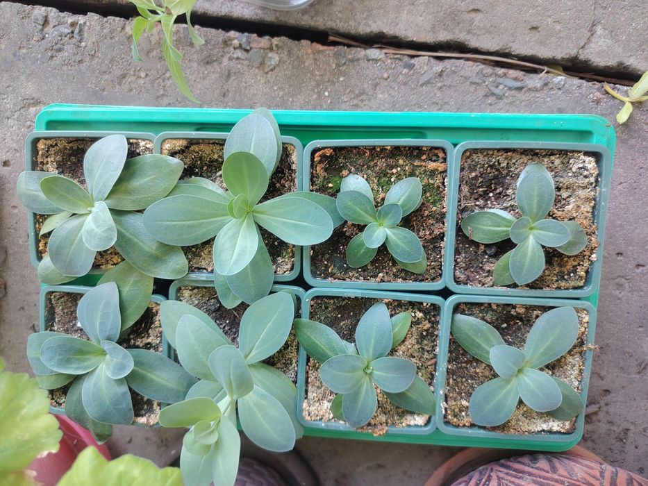 Продам эустому рассада