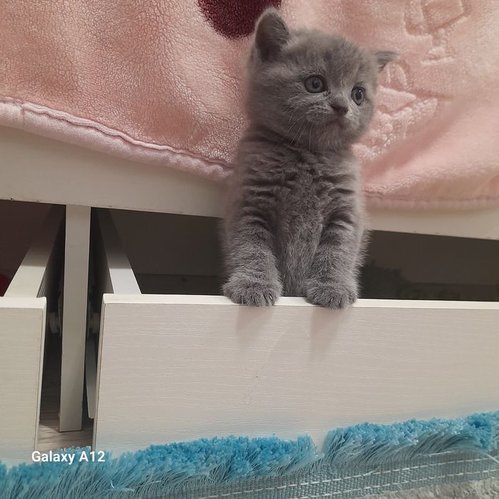 Чистокровные британцы