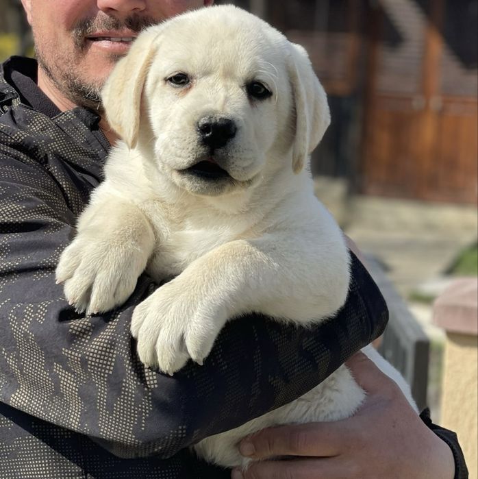 Pui Labrador Retriever cu pedigree