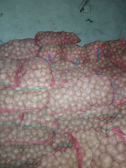 Cartofi de consum si samanta